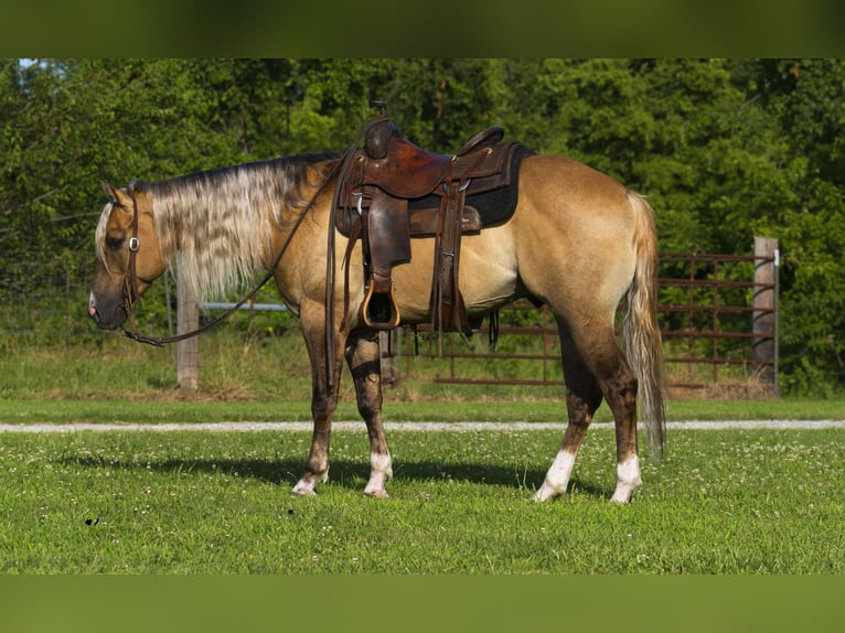 American Quarter Horse Castrone 6 Anni 147 cm Falbo in Canyon TX