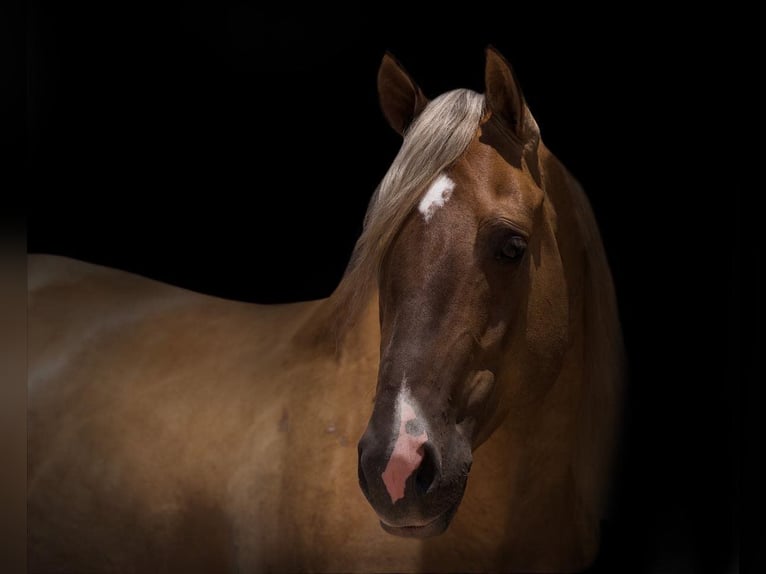 American Quarter Horse Castrone 6 Anni 147 cm Falbo in Canyon TX