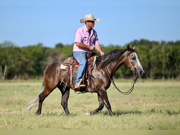 American Quarter Horse Castrone 6 Anni 147 cm Grigio in Pennington, TX