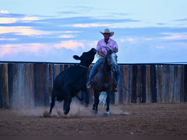 American Quarter Horse Castrone 6 Anni 147 cm Grigio in Pennington, TX