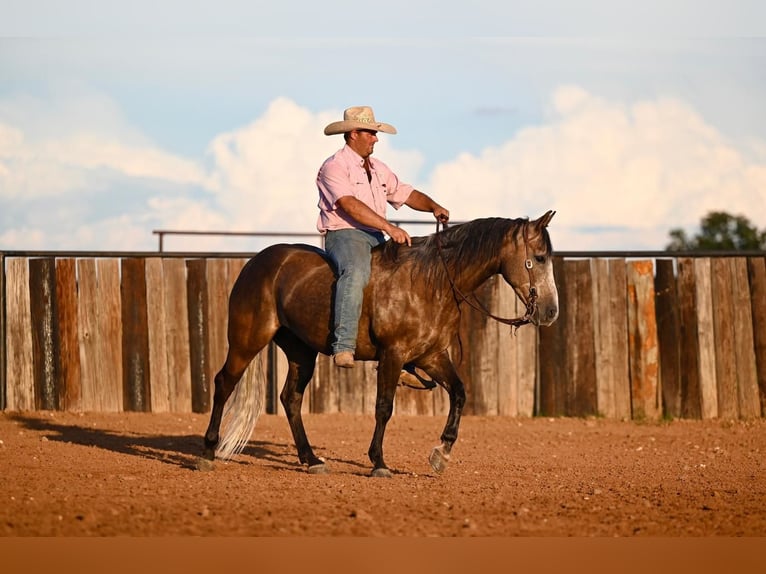 American Quarter Horse Castrone 6 Anni 147 cm Grigio in Pennington, TX