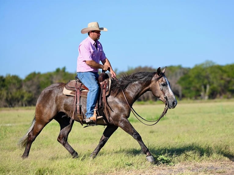 American Quarter Horse Castrone 6 Anni 147 cm Grigio in Pennington, TX