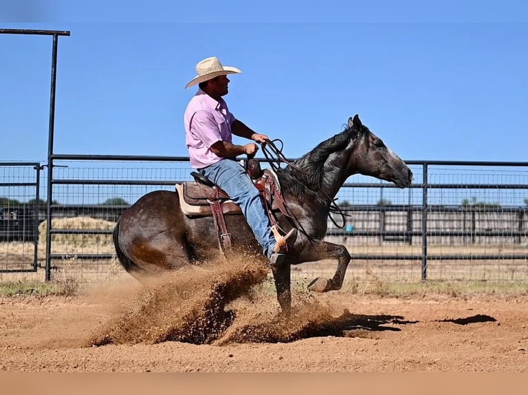 American Quarter Horse Castrone 6 Anni 147 cm Grigio in Pennington, TX