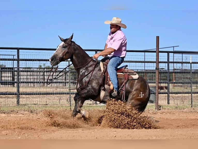 American Quarter Horse Castrone 6 Anni 147 cm Grigio in Pennington, TX