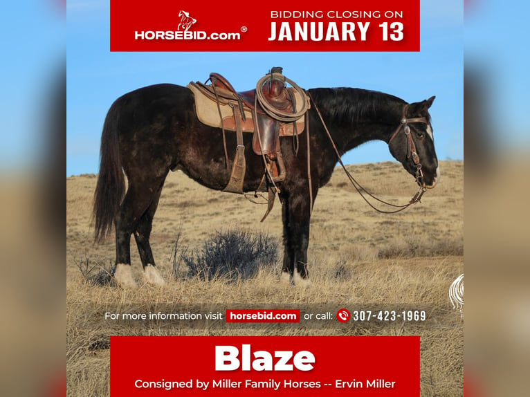 American Quarter Horse Castrone 6 Anni 147 cm Morello in Ranchester, WY