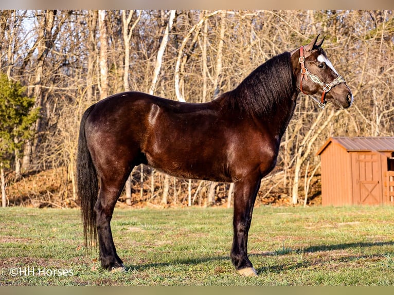 American Quarter Horse Castrone 6 Anni 147 cm Morello in Flemingsburg KY