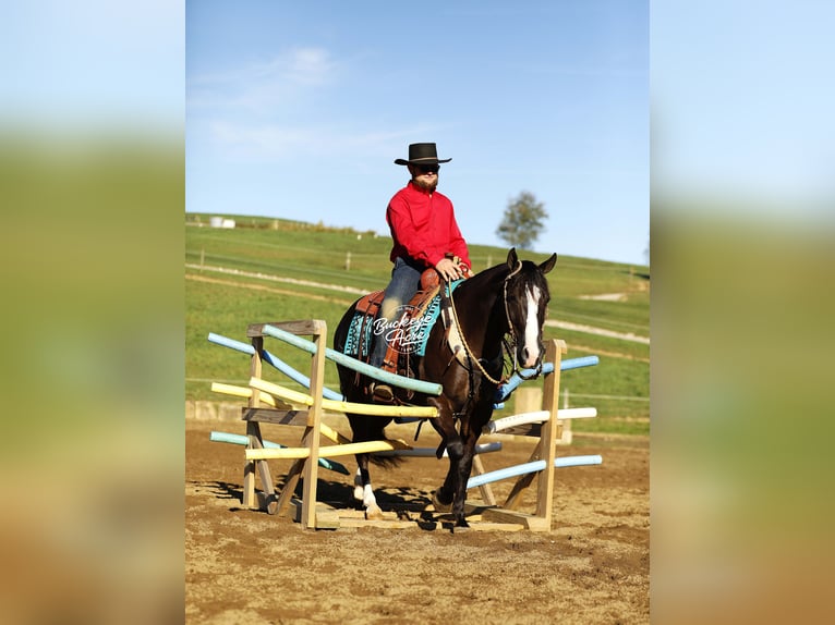 American Quarter Horse Castrone 6 Anni 147 cm Morello in Millersburg