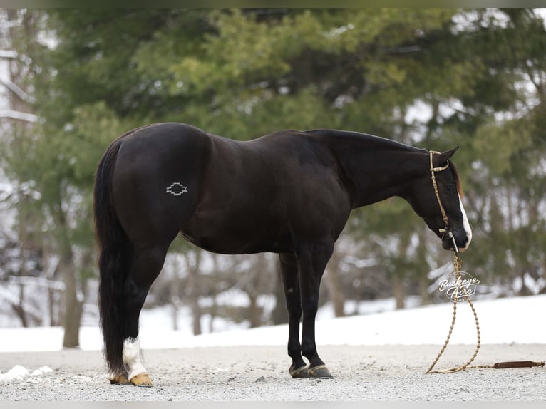 American Quarter Horse Castrone 6 Anni 147 cm Morello in Millersburg