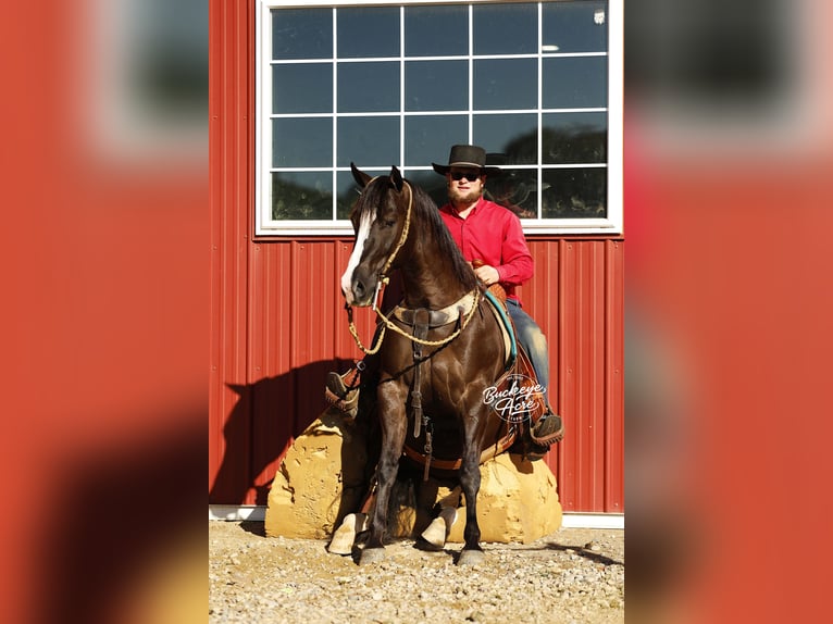 American Quarter Horse Castrone 6 Anni 147 cm Morello in Millersburg