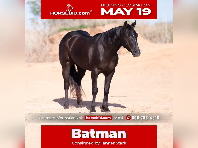 American Quarter Horse Castrone 6 Anni 147 cm Morello in Canyon, TX