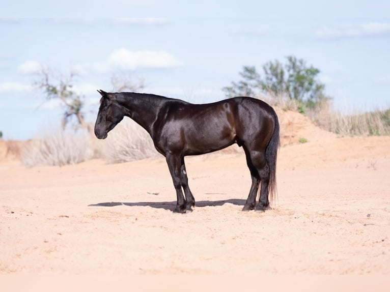 American Quarter Horse Castrone 6 Anni 147 cm Morello in Canyon, TX