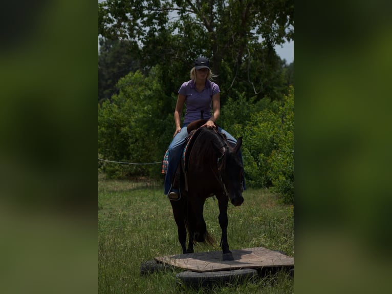 American Quarter Horse Castrone 6 Anni 147 cm Morello in Huntsville TX