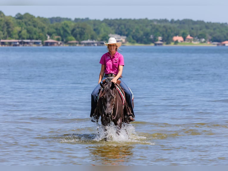 American Quarter Horse Castrone 6 Anni 147 cm Morello in Huntsville TX