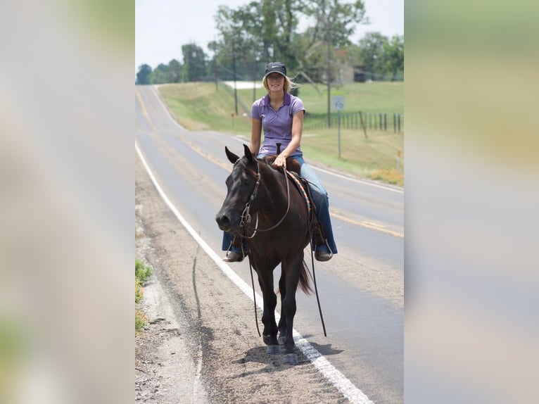 American Quarter Horse Castrone 6 Anni 147 cm Morello in Huntsville TX