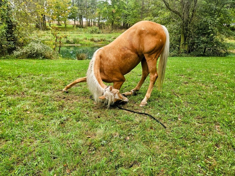 American Quarter Horse Castrone 6 Anni 147 cm Palomino in Ashland OH