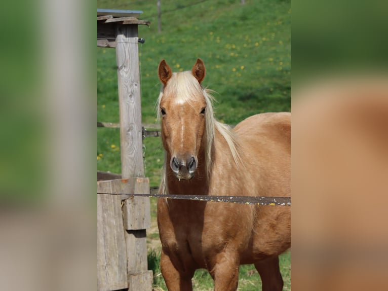 American Quarter Horse Castrone 6 Anni 147 cm Palomino in Limoges