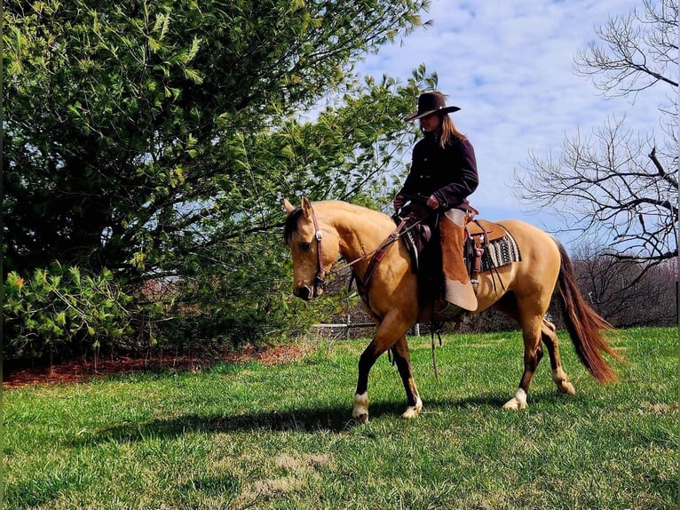 American Quarter Horse Castrone 6 Anni 147 cm Pelle di daino in Sonora Ky