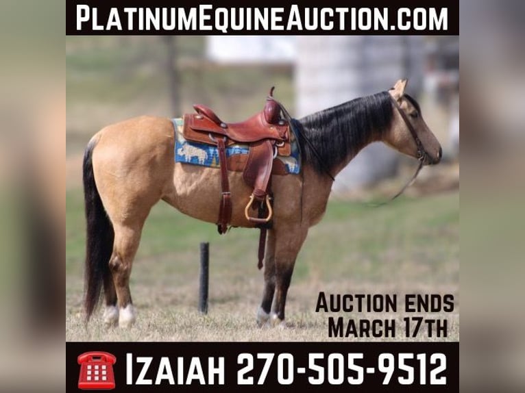 American Quarter Horse Castrone 6 Anni 147 cm Pelle di daino in Sonora Ky