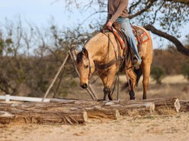 American Quarter Horse Castrone 6 Anni 147 cm Pelle di daino in Ranger