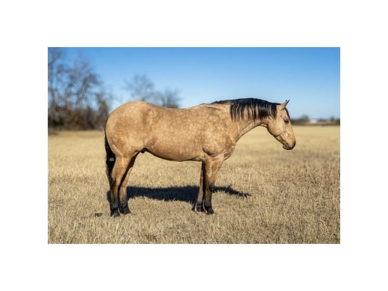 American Quarter Horse Castrone 6 Anni 147 cm Pelle di daino in Ranger