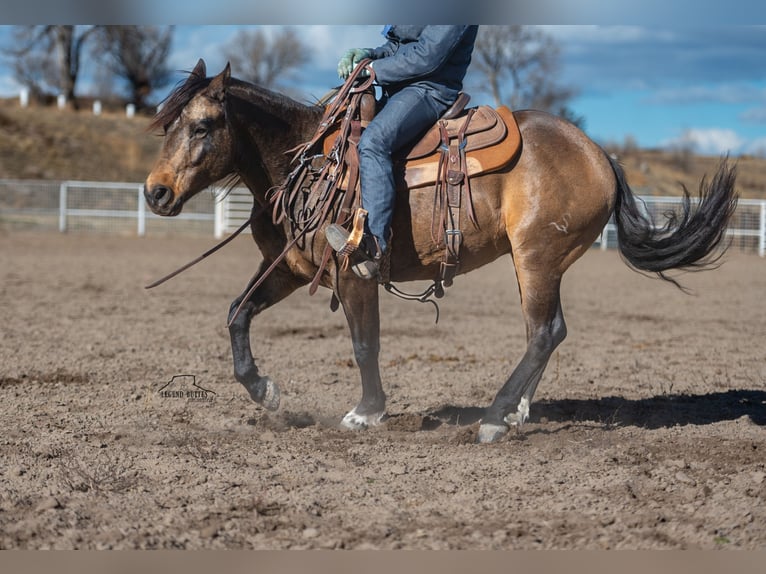 American Quarter Horse Castrone 6 Anni 147 cm Pelle di daino in Crawford, NE