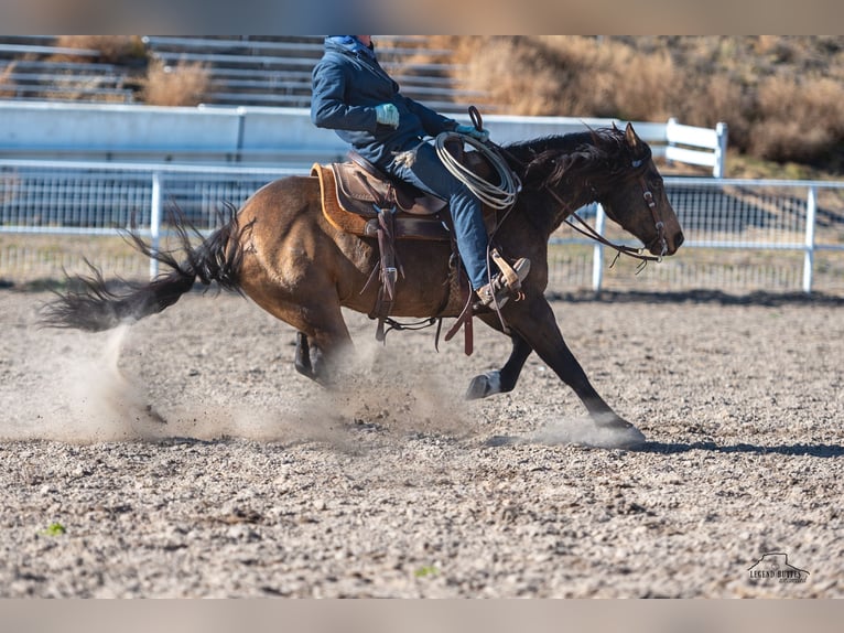 American Quarter Horse Castrone 6 Anni 147 cm Pelle di daino in Crawford, NE