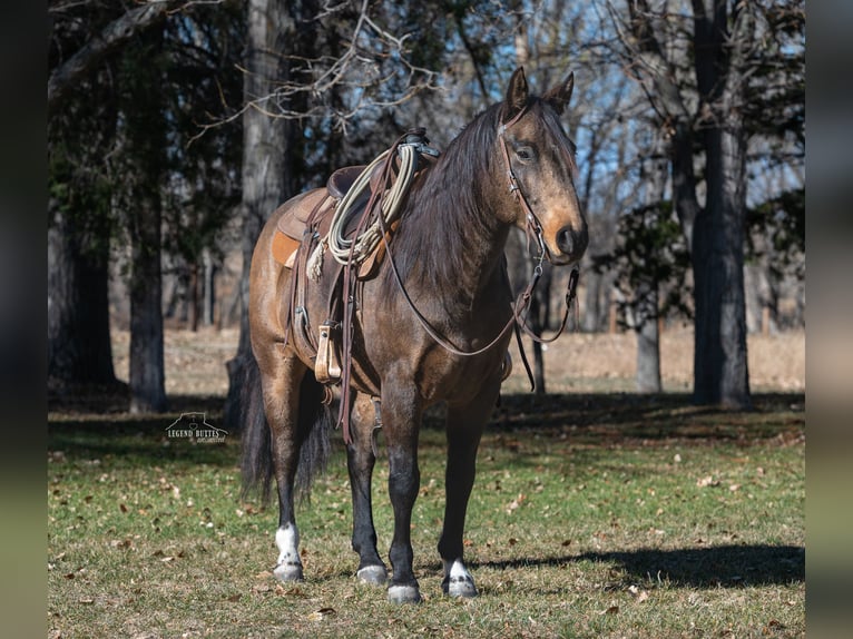 American Quarter Horse Castrone 6 Anni 147 cm Pelle di daino in Crawford, NE