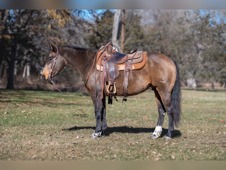 American Quarter Horse Castrone 6 Anni 147 cm Pelle di daino in Crawford, NE