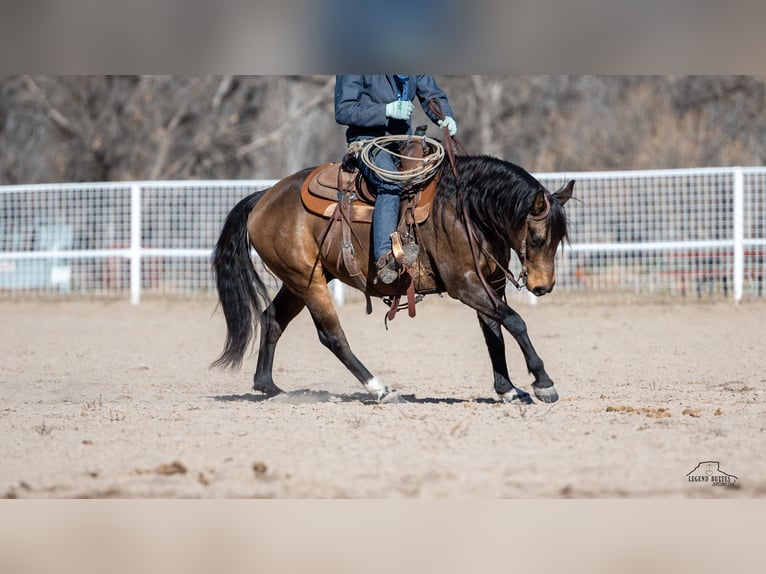 American Quarter Horse Castrone 6 Anni 147 cm Pelle di daino in Crawford, NE