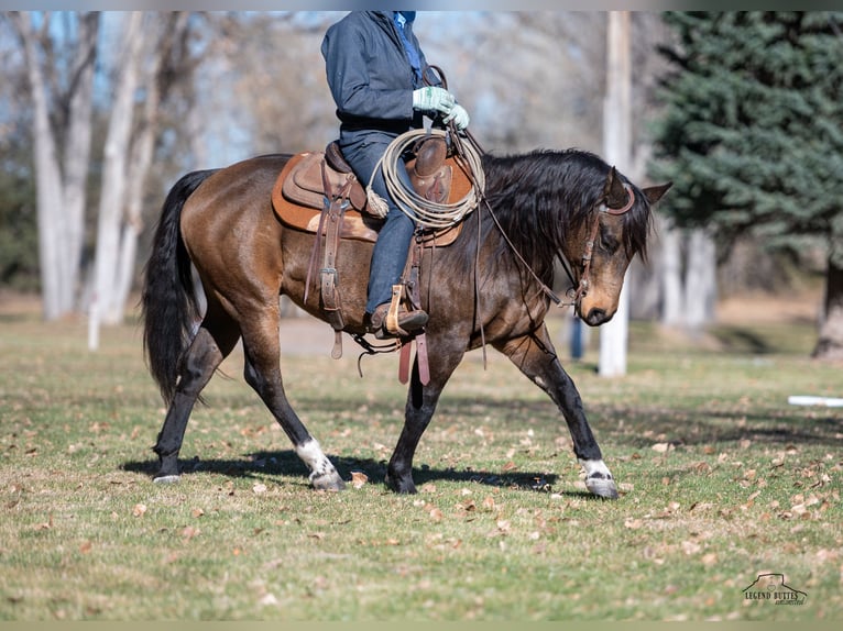 American Quarter Horse Castrone 6 Anni 147 cm Pelle di daino in Crawford, NE