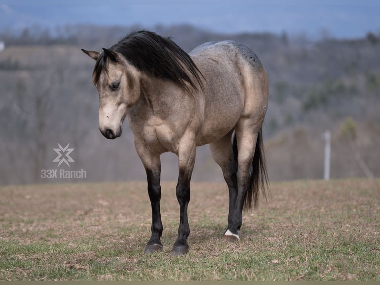 American Quarter Horse Castrone 6 Anni 147 cm Pelle di daino in Needmore, PA