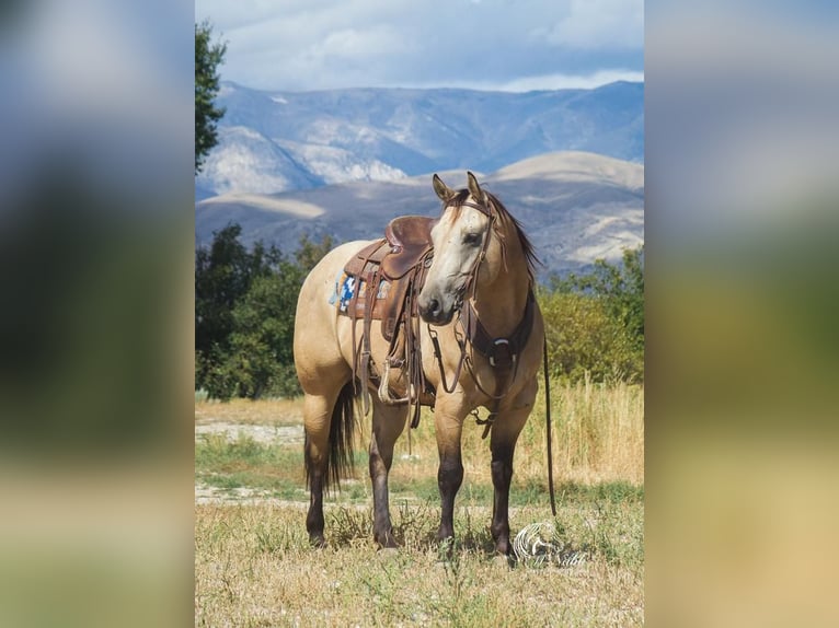 American Quarter Horse Castrone 6 Anni 147 cm Pelle di daino in Cody, WY
