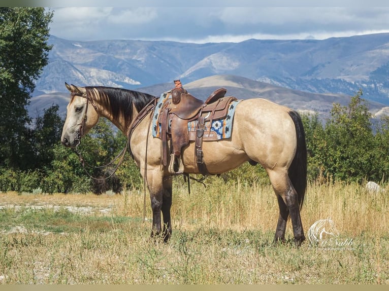 American Quarter Horse Castrone 6 Anni 147 cm Pelle di daino in Cody, WY