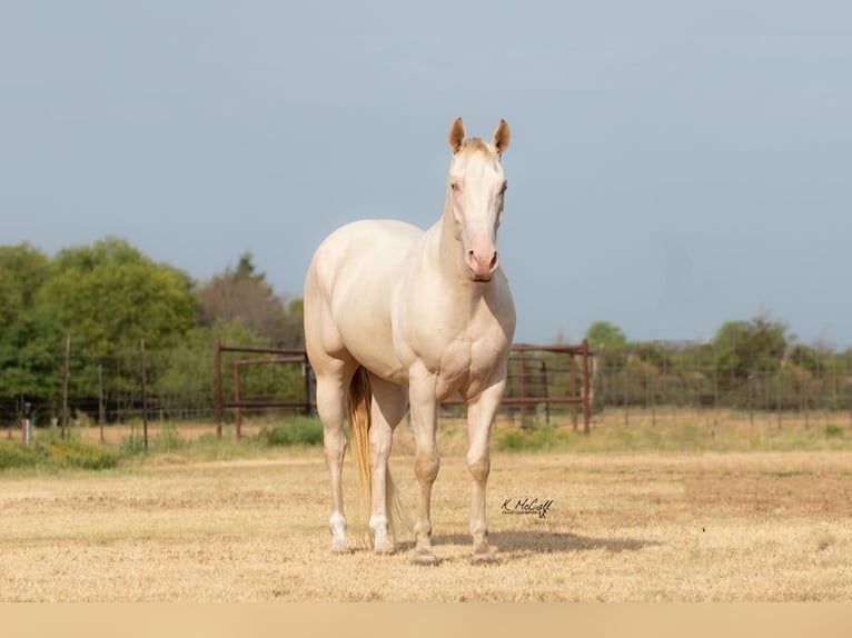 American Quarter Horse Castrone 6 Anni 147 cm Perlino in Ravenna TX
