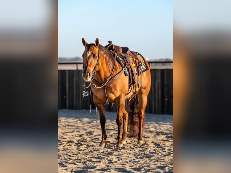 American Quarter Horse Castrone 6 Anni 147 cm Red dun in Holland