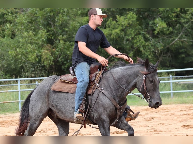 American Quarter Horse Castrone 6 Anni 147 cm Roano blu in Clover, SC