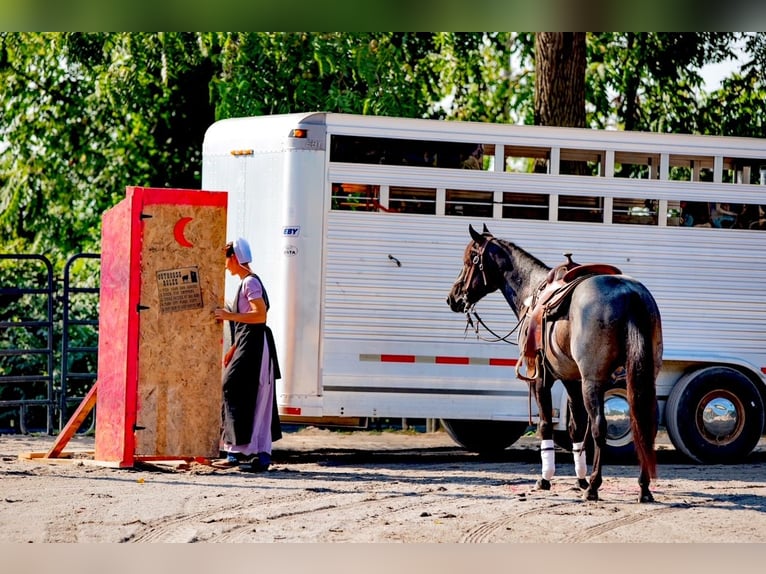 American Quarter Horse Castrone 6 Anni 147 cm Roano blu in Gordonville