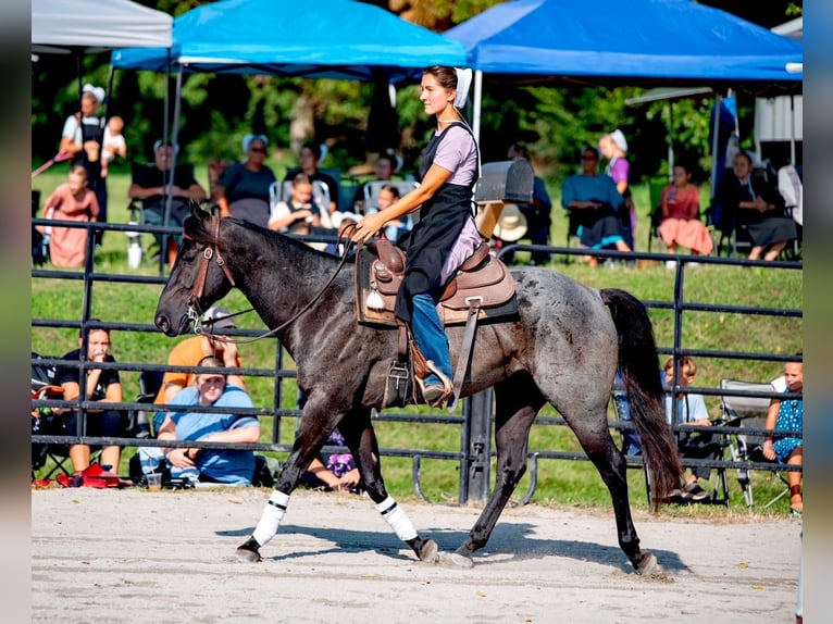 American Quarter Horse Castrone 6 Anni 147 cm Roano blu in Gordonville