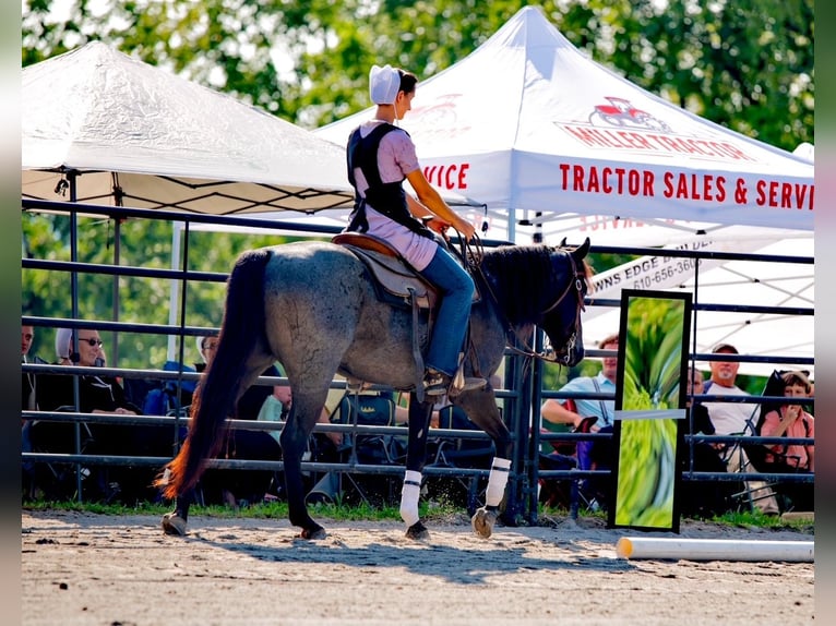 American Quarter Horse Castrone 6 Anni 147 cm Roano blu in Gordonville