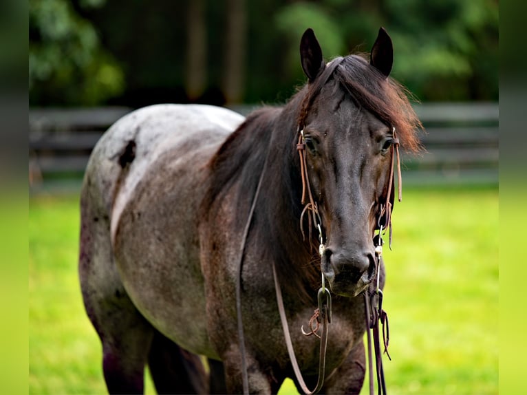 American Quarter Horse Castrone 6 Anni 147 cm Roano blu in Gordonville