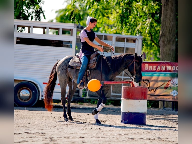 American Quarter Horse Castrone 6 Anni 147 cm Roano blu in Gordonville