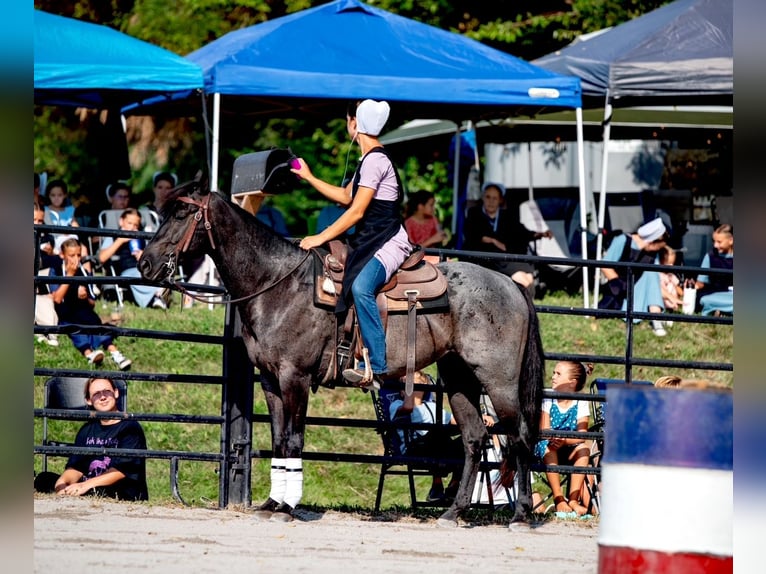 American Quarter Horse Castrone 6 Anni 147 cm Roano blu in Gordonville