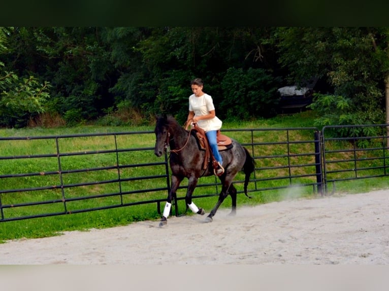 American Quarter Horse Castrone 6 Anni 147 cm Roano blu in Gordonville