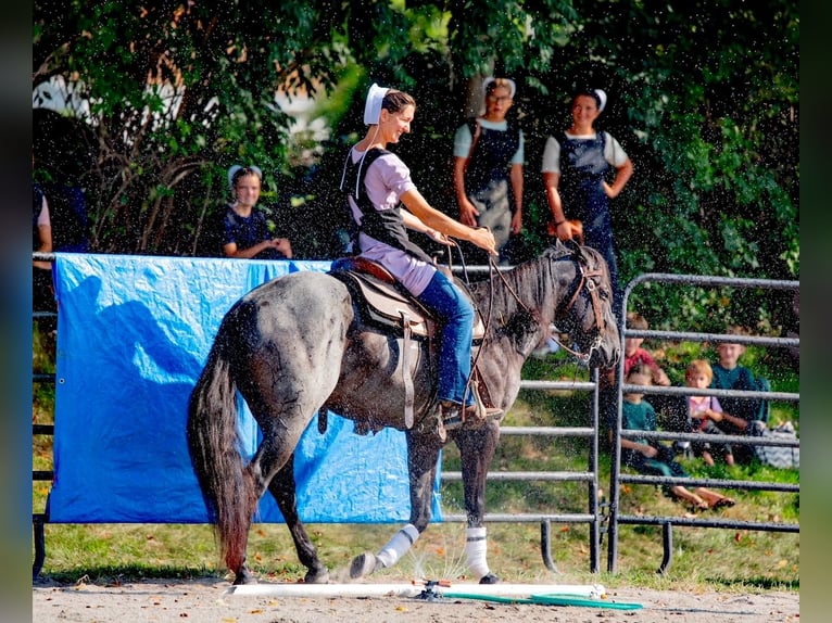 American Quarter Horse Castrone 6 Anni 147 cm Roano blu in Gordonville