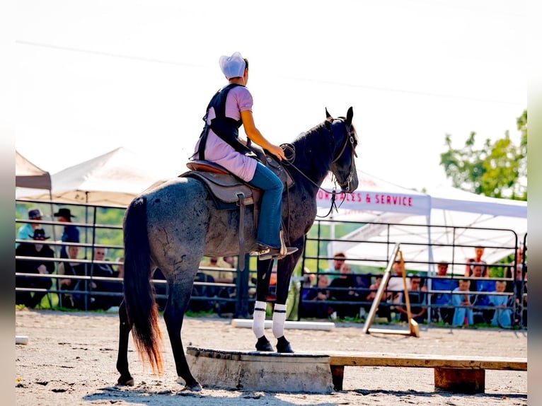 American Quarter Horse Castrone 6 Anni 147 cm Roano blu in Gordonville