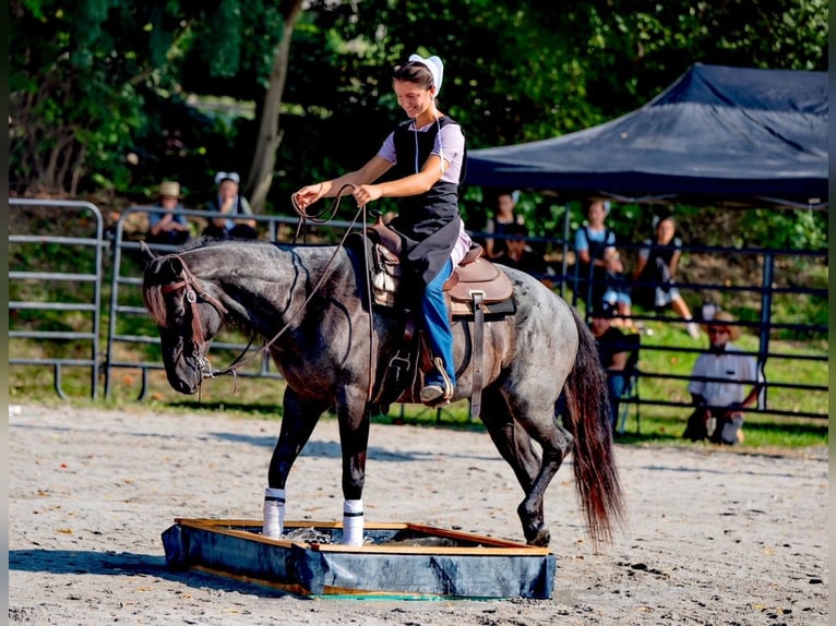 American Quarter Horse Castrone 6 Anni 147 cm Roano blu in Gordonville