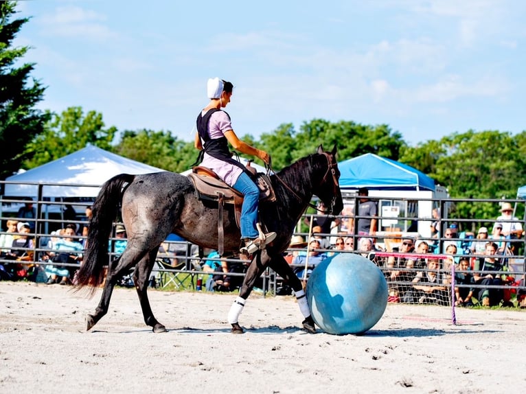 American Quarter Horse Castrone 6 Anni 147 cm Roano blu in Gordonville