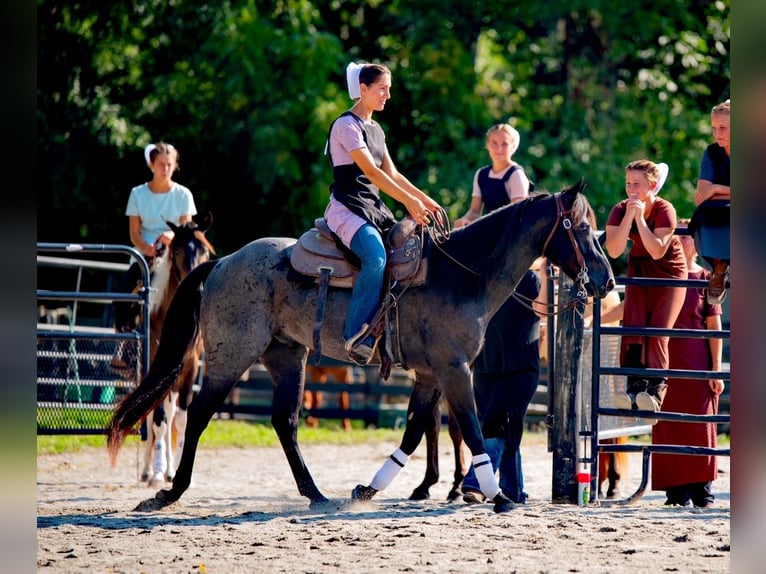 American Quarter Horse Castrone 6 Anni 147 cm Roano blu in Gordonville