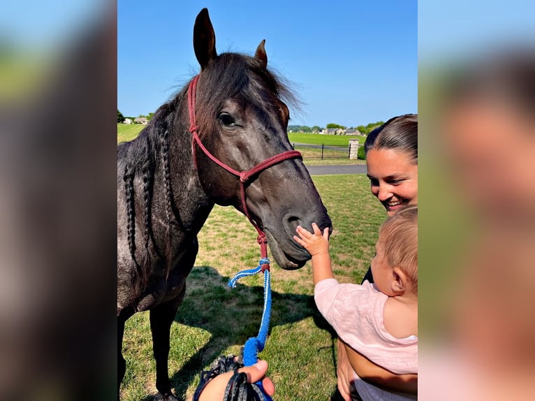 American Quarter Horse Castrone 6 Anni 147 cm Roano blu in Gordonville