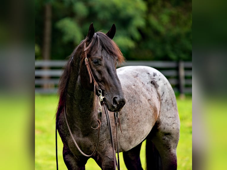 American Quarter Horse Castrone 6 Anni 147 cm Roano blu in Gordonville